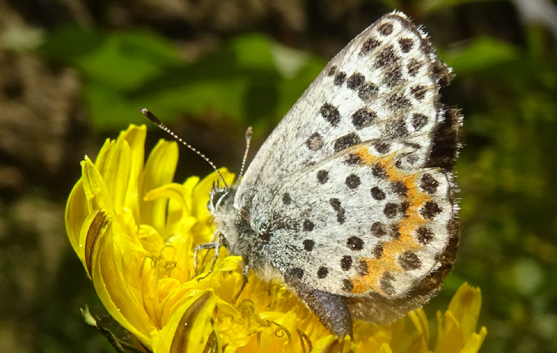 Scolitantides orion - Lycaenidae...m. o f. .....?